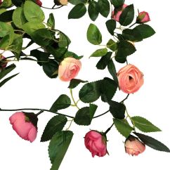  Ruusuköynnös - Pierre De Ronsard, 2,3m