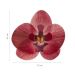 Dekora Syötävät Vohvelikukat - Viininpunainen Orkidea, 10kpl